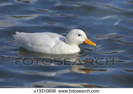bird, albino, animal, anas, albinoente, duck, aegerisee View Large Photo Image Stock Photograph - bird, albino, animal, anas, albinoente, duck, aegerisee. Fotosearch