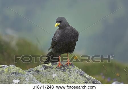 bird, animal, bill, bernese, berne, black, alpendohle View Large Photo Image Stock Image - bird, animal, bill, bernese, berne, black, alpendohle. Fotosearch