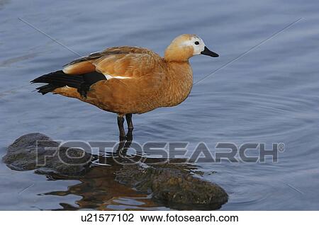 bird, duck, ferruginea, goose, huwiler, lake, rust goose View Large Photo Image Stock Image - bird, duck, ferruginea, goose, huwiler, lake, rust goose. Fotosearch