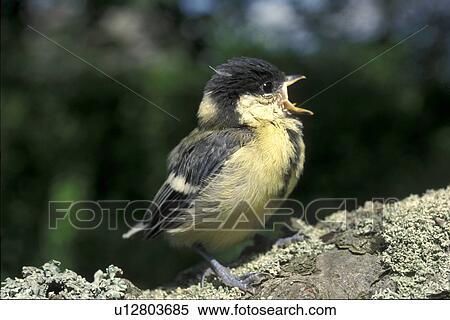 Bird with his beak open View Large Photo Image Stock Photography - Bird with his beak open. Fotosearch