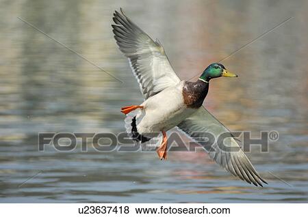 Stock Photo - bottom view, approach, bird, below, belly, drake, anas. Fotosearch