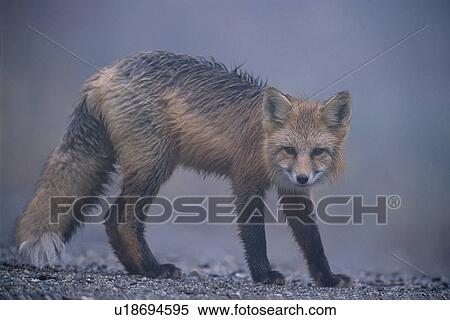Stock Photography - British, American, animals, animal portrait, animal, british, alberta. Fotosearch