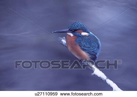 brook inhabitants, atthis, birds, bird, Austria, composition, alcedo View Large Photo Image Stock Photo - brook inhabitants, atthis, birds, bird, Austria, composition, alcedo. Fotosearch