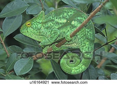 Chameleon in Madagascar View Large Photo Image Stock Image - Chameleon in Madagascar. Fotosearch