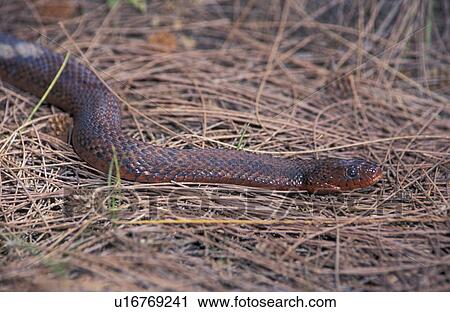 Christian, close-up, CLOSE, animals View Large Photo Image Stock Image - Christian, close-up, CLOSE, animals. Fotosearch