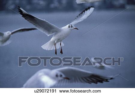 close-up, animals, CLOSE, bird, aves, dusk, abenddaemmerung View Large Photo Image Stock Image - close-up, animals, CLOSE, bird, aves, dusk, abenddaemmerung. Fotosearch