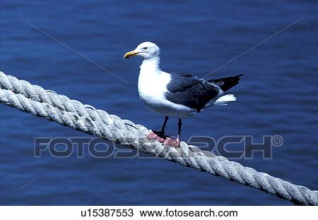 close-up, aves, CLOSE, blue, bird, animals View Large Photo Image Stock Image - close-up, aves, CLOSE, blue, bird, animals. Fotosearch