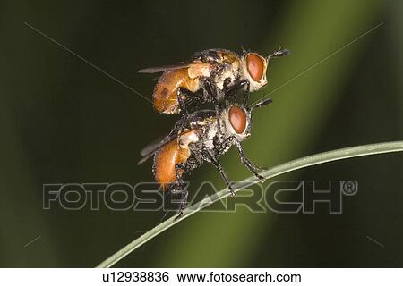 Stock Photograph - Close-up of two flies. Fotosearch