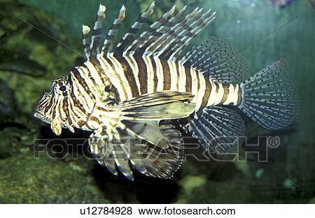 Stock Photo - danger, fish, feuerfisch, dangerous, animals. Fotosearch