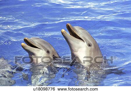 Dolphins smiling View Large Photo Image Stock Photograph - Dolphins smiling . Fotosearch