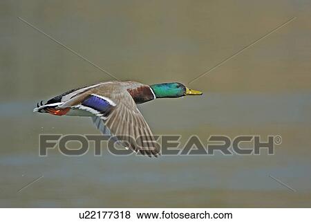 drake, approach, bird, areal picture, approaching, duck, anas View Large Photo Image Stock Photo - drake, approach, bird, areal picture, approaching, duck, anas. Fotosearch