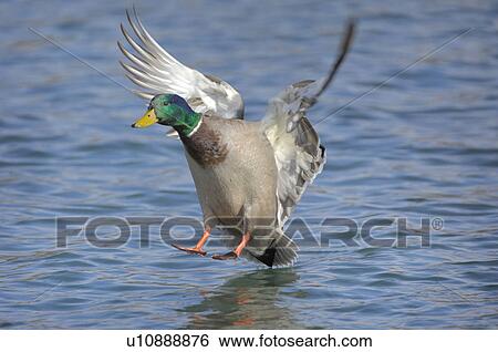 duck, animal, drake, bird, approach, enterich, anas View Large Photo Image Stock Photograph - duck, animal, drake, bird, approach, enterich, anas. Fotosearch