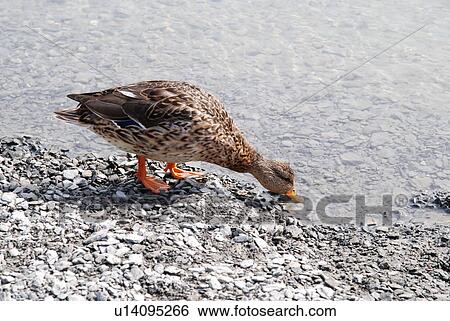 Duck drinking out of a lake View Large Photo Image Stock Photograph - Duck drinking out of a lake. Fotosearch