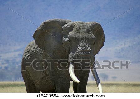 Elephant View Large Photo Image Picture - Elephant. Fotosearch