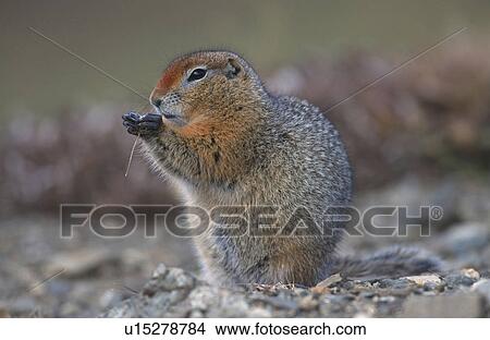Picture - erdhoernchen, animal, denali, arktisches, arctic, huwiler, alaska. Fotosearch