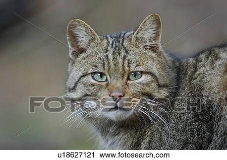 Stock Image - eyes, cat, eye, detail, close-up, felis, animal. Fotosearch