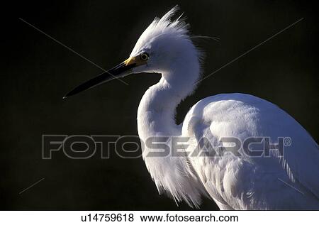 federn, abenddaemmerung, animals, ardeidae, aves View Large Photo Image Stock Photo - federn, abenddaemmerung, animals, ardeidae, aves. Fotosearch