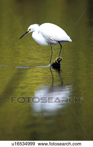 federn, abenddaemmerung, animals, ardeidae, aves View Large Photo Image Stock Photo - federn, abenddaemmerung, animals, ardeidae, aves. Fotosearch