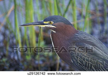 Stock Image - federn, america, America, animals, ardeidae, aves. Fotosearch