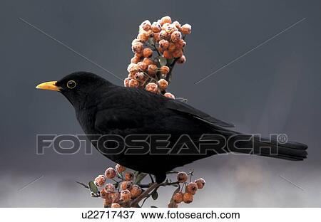 federn, amseln, animals, aves View Large Photo Image Stock Photo - federn, amseln, animals, aves. Fotosearch