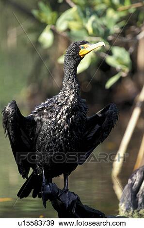 federn, animals, aves, beak, bill View Large Photo Image Stock Photo - federn, animals, aves, beak, bill. Fotosearch