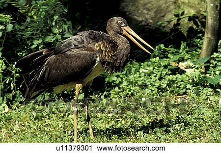 federn, animals, aves, beak View Large Photo Image Stock Image - federn, animals, aves, beak. Fotosearch