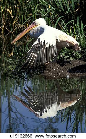federn, animals, aves, beak View Large Photo Image Stock Photograph - federn, animals, aves, beak. Fotosearch