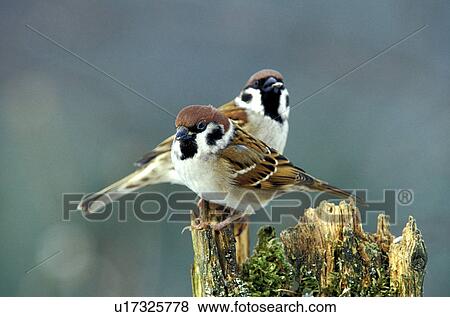 federn, animals, aves, bird, bough View Large Photo Image Stock Photo - federn, animals, aves, bird, bough. Fotosearch