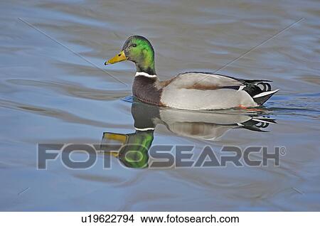 Picture - goose bird, animal, enterich, drake, bird, huwiler, anas. Fotosearch