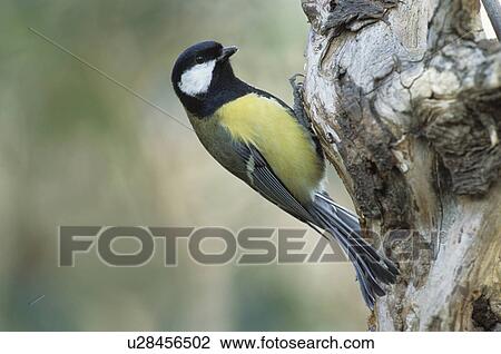 great tit, trunk, tree trunk, great titmouse, kohlmeisen, meise, singvogel View Large Photo Image Stock Image - great tit, trunk, tree trunk, great titmouse, kohlmeisen, meise, singvogel. Fotosearch