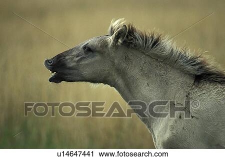 Horse whinnying View Large Photo Image Stock Image - Horse whinnying . Fotosearch