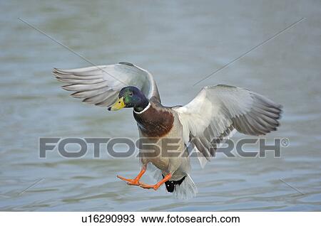 Stock Image - huwiler, animal, duck, drake, bird, male, anas. Fotosearch