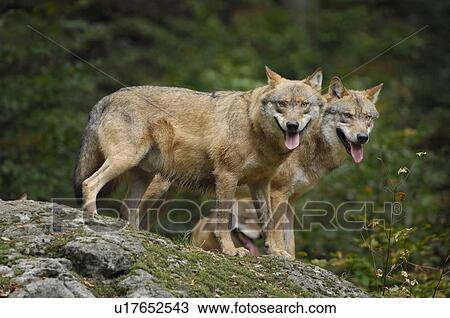 jaeger, Bavaria, Bavarian, bawl, canis, carnivore, communication View Large Photo Image Stock Image - jaeger, Bavaria, Bavarian, bawl, canis, carnivore, communication. Fotosearch