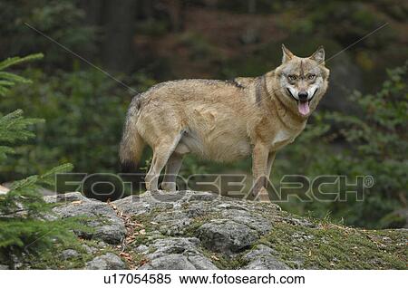 jaeger, Bavaria, Bavarian, bawl, canis, carnivore, communication View Large Photo Image Stock Photography - jaeger, Bavaria, Bavarian, bawl, canis, carnivore, communication. Fotosearch