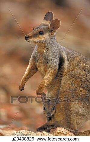 Stock Photograph - kaenguru, beuteltier, iceland, huwiler, curiosity, kangaroo, Australia. Fotosearch