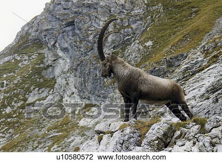 Mountain sheep with horns View Large Photo Image Stock Image - Mountain sheep with horns. Fotosearch