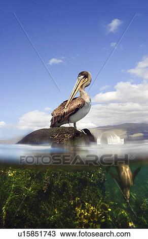 Pelican resting on a rock View Large Photo Image Stock Image - Pelican resting on a rock. Fotosearch