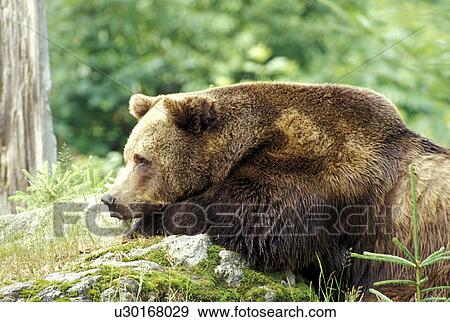 Resting bear View Large Photo Image Stock Photo - Resting bear. Fotosearch