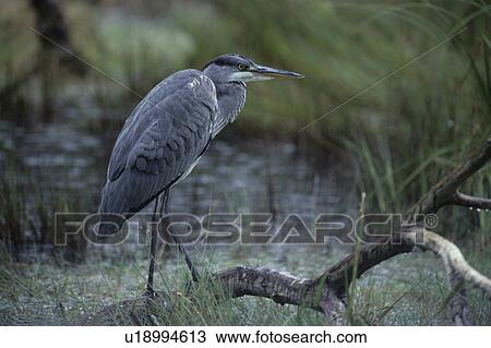 schreitvoegel, animal, animals, ardea, Austria, bird, birds View Large Photo Image Stock Image - schreitvoegel, animal, animals, ardea, Austria, bird, birds. Fotosearch