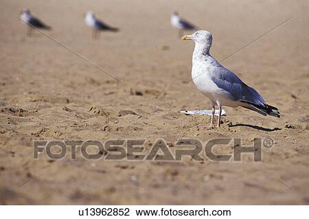 Seagulls on the beach View Large Photo Image Stock Image - Seagulls on the beach. Fotosearch