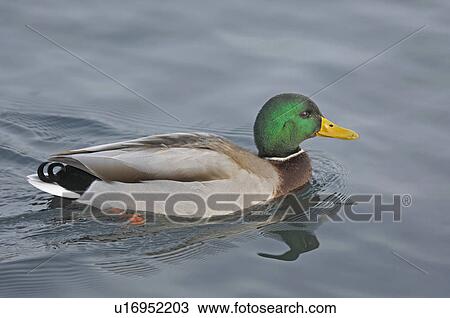 stefan, bird, platyrhynchos, huwiler, duck, anas View Large Photo Image Stock Image - stefan, bird, platyrhynchos, huwiler, duck, anas. Fotosearch