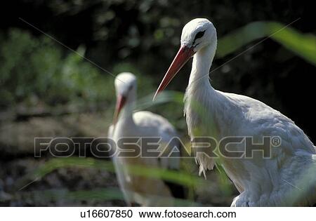 stelzvogel, animals, aves, bird, ciconiidae, ciconiiformes, CLOSE View Large Photo Image Stock Image - stelzvogel, animals, aves, bird, ciconiidae, ciconiiformes, CLOSE. Fotosearch