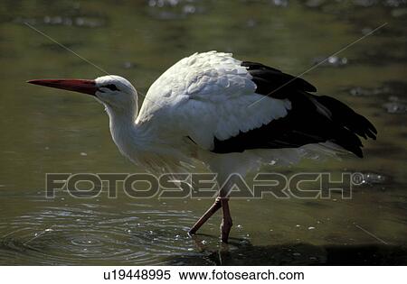 stelzvogel, animals, aves, bird, ciconiidae, ciconiiformes, CLOSE View Large Photo Image Stock Photography - stelzvogel, animals, aves, bird, ciconiidae, ciconiiformes, CLOSE. Fotosearch
