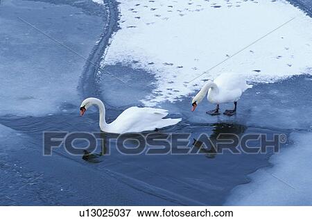 Swans in a icy lake View Large Photo Image Stock Photo - Swans in a icy lake. Fotosearch