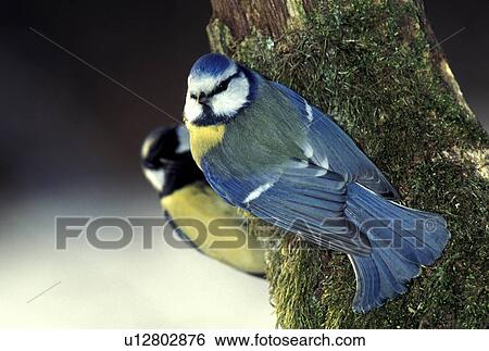 Two birds on a tree View Large Photo Image Stock Photograph - Two birds on a tree. Fotosearch