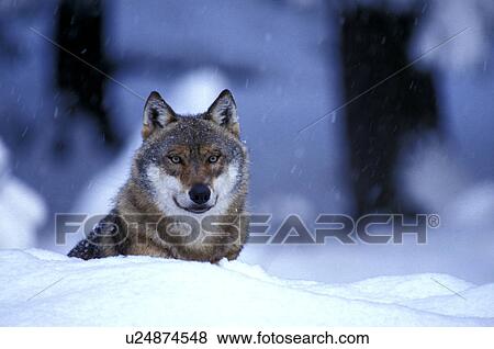 Wolf in the snow View Large Photo Image Stock Photo - Wolf in the snow. Fotosearch