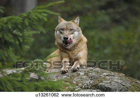 Wolf in the wilderness View Large Photo Image Stock Image - Wolf in the wilderness. Fotosearch
