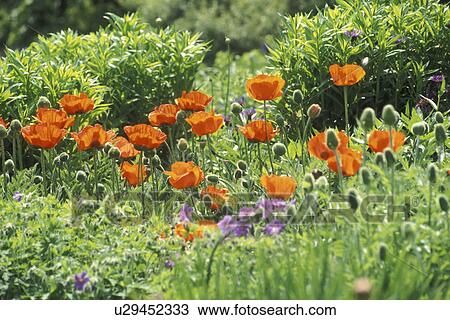 トウモロコシ Bernhard 花 花 花 Abloom ストックイメージ U Fotosearch
