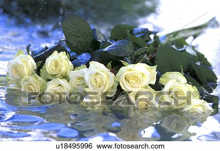 affliction, blooms, bloom, aichner, abandoned View Large Photo Image Stock Photograph - affliction, blooms, bloom, aichner, abandoned. Fotosearch