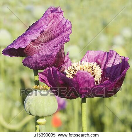 agriculture, felder, agricultural, addiction, acre, agroindustry, anbau View Large Photo Image Stock Photography - agriculture, felder, agricultural, addiction, acre, agroindustry, anbau. Fotosearch
